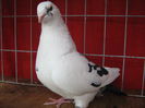 Vandut