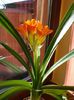 primele flori de clivia (1)