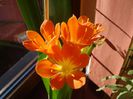 primele flori de clivia (3)