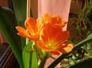 primele flori de clivia (5)