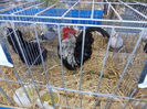 DSCN0078
