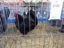 DSCN0087