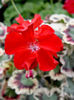 Pela_Cherry_Cocktail