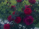 trandafir lincoln