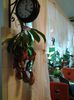 nepenthes