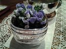campanula