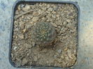 Sulcorebutia rauschii cv. 'yellom spiner'