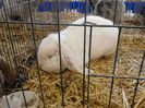 Expo Rasnov 2015 (18)