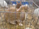 Expo Rasnov 2015 (22)