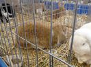 Expo Rasnov 2015 (25)