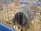 Expo Rasnov 2015 (26)