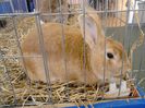 Expo Rasnov 2015 (29)
