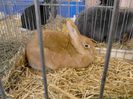 Expo Rasnov 2015 (30)