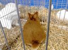 Expo Rasnov 2015 (36)