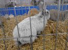 Expo Rasnov 2015 (38)