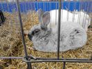 Expo Rasnov 2015 (39)