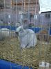 Expo Rasnov 2015 (84)