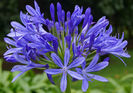 Agapanthus-flowers