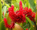 Alpinia-purpurata-