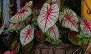 Caladium