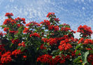 clerodendrum-splendens