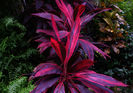 Cordyline-fruticosa