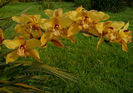 Cymbidium