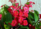 Euphorbia-millii