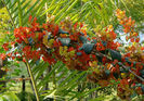 Holmskioldia-sanguinea