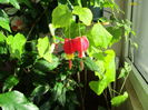 Abutilon Megapotamicum (18-02-2015)