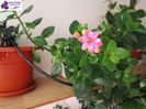 Kalanchoe roz(18-02-2015)