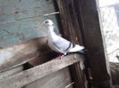 femela 2012 - alin butnar