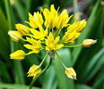 Bulbi Allium Moly (Ceapa decorativa)