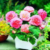 Bulbi Begonia Nonstop Roz