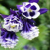 Bubi Caldarusa Dark Blue and White (Aquilegia)