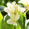Bulbi Canna Alaska