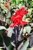 Bulbi Canna Black Knight