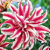 Bulbi Crin Magic Star (Lilium)