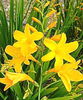 Bulbi Crocosmia George Davidson