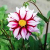 Bulbi Dalia Edge of Joy (Gherghina)