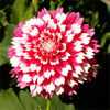 Bulbi Dalia Fuzzy Wuzzy (Gherghina)