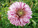 Bulbi Dalia Smokey (Gherghina)