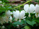 Bulbi Dicentra Spectabilis Alba (Cerceii Doamnei)