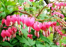 Bulbi Dicentra Spectabilis (Cerceii Doamnei)