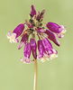 Bulbi Dichelostemma Pink Diamond