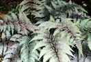 Bulbi Feriga Pictum