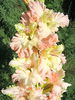 Bulbi Gladiole Banana Rufle