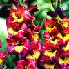 Bulbi Gladiole Brescia