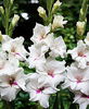 Bulbi Gladiole Claudy