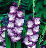 Bulbi Gladiole Hidden Treasure